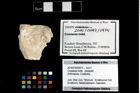 Foto (Objekt + Etikett) von Crustacea indet.  (NHMW-GEO-2014-0194-0974)